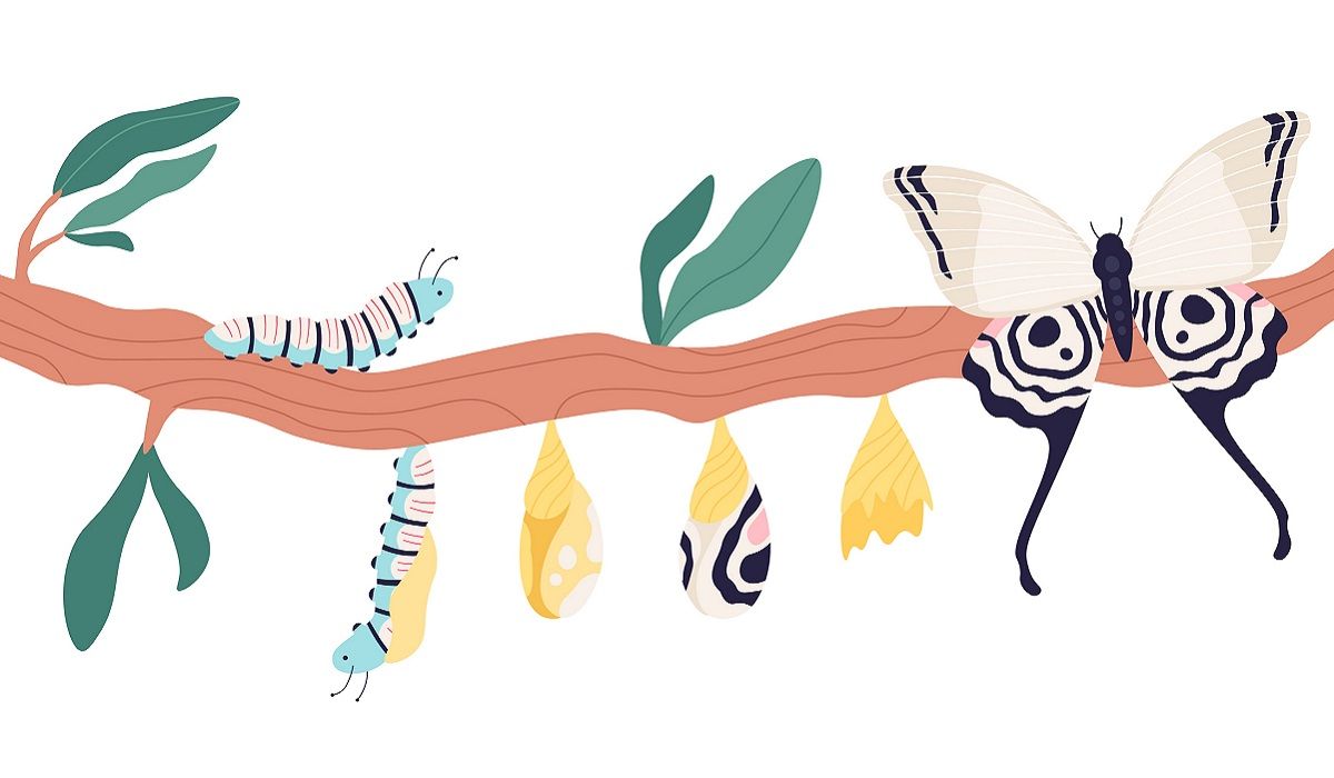 Drawing of a caterpillar forming cocoon and transforming into butterfly