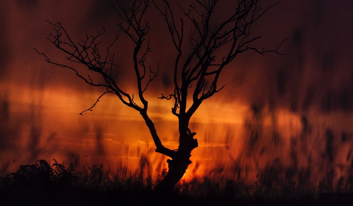 Dead tree with fire behind it
