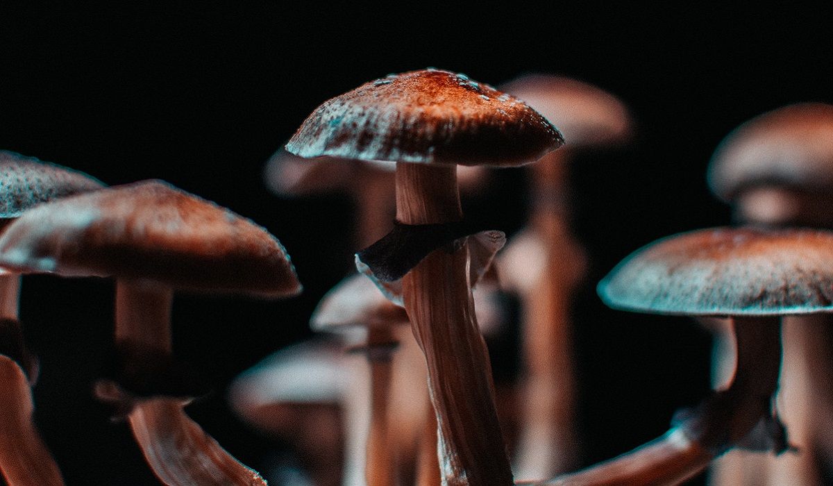 Psilocybin mushrooms up close